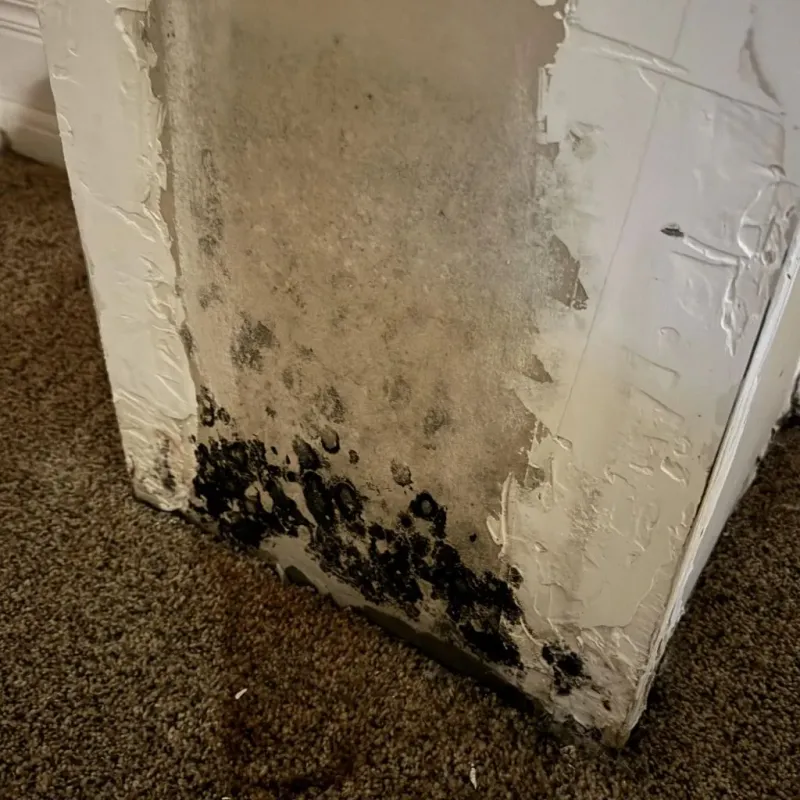 Professional Mold Removal in Pecan Grove, TX